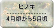 ヒノキ4月ごろから5月頃