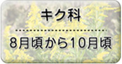 キク科8月頃から10月頃